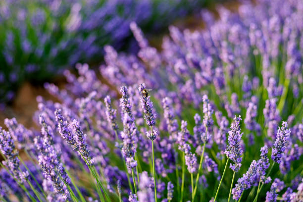 Flores de Lavanda